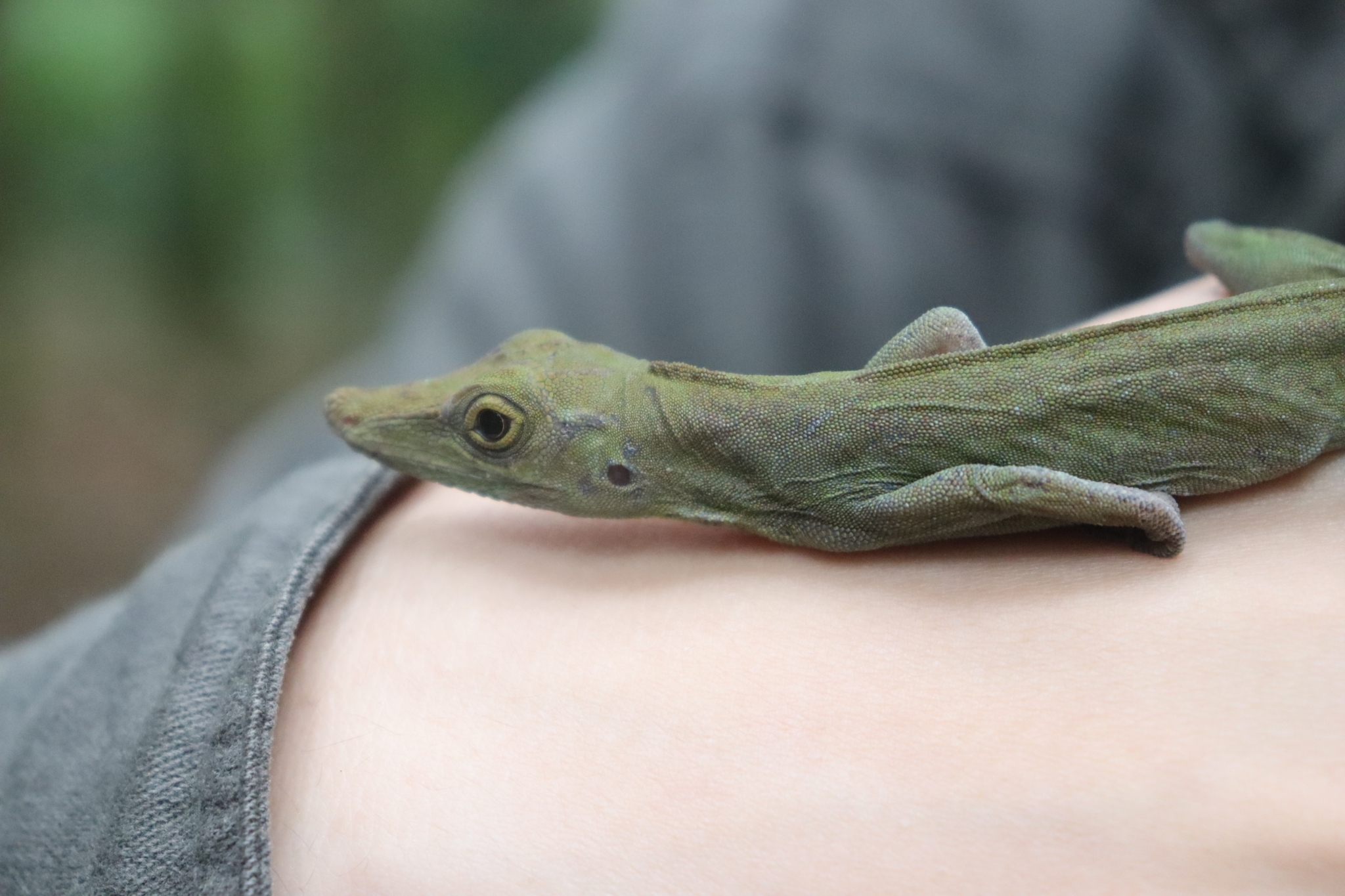 Anolis punctatus