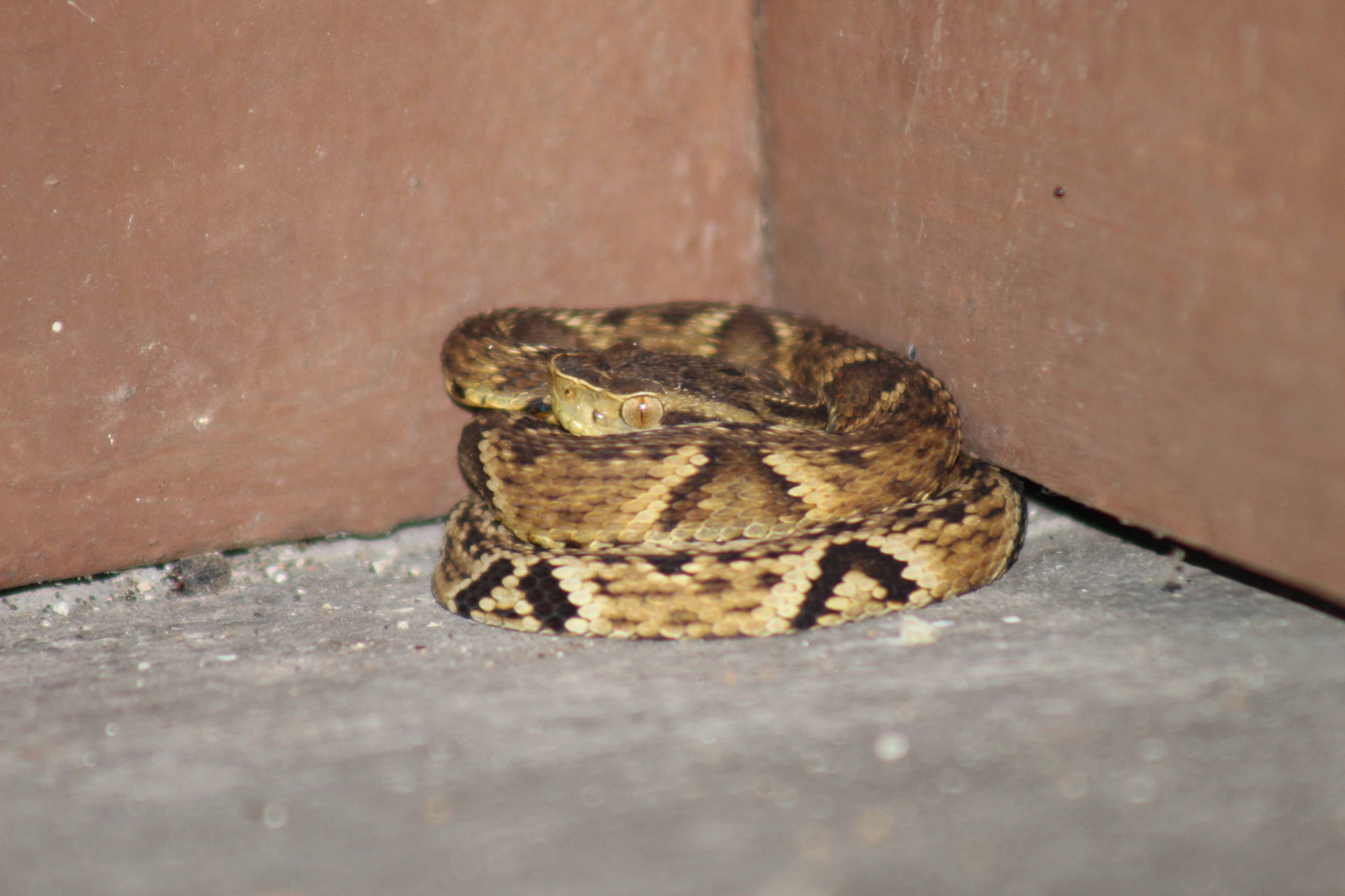 Bothrops jararaca