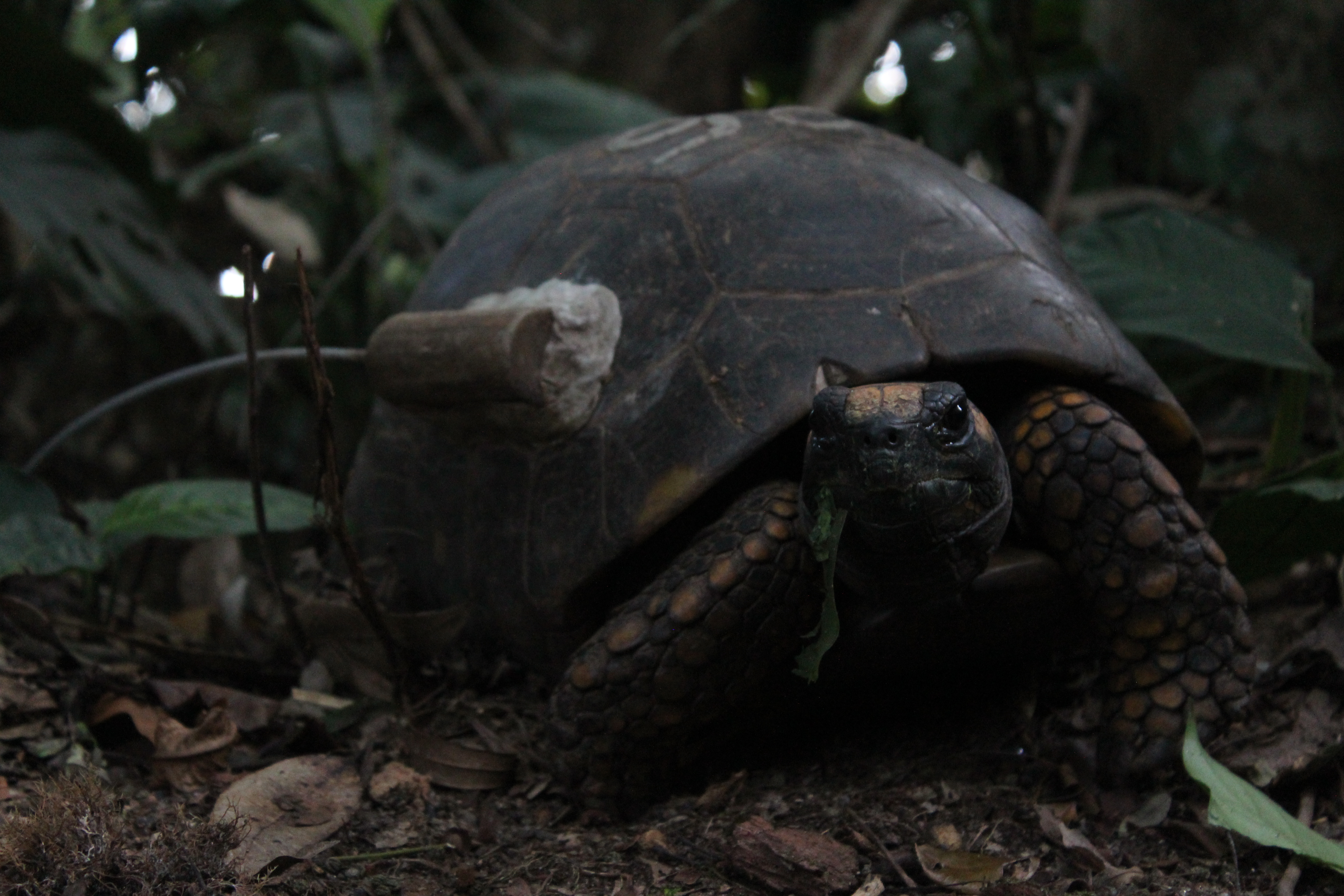 Chelonoidis carbonarius