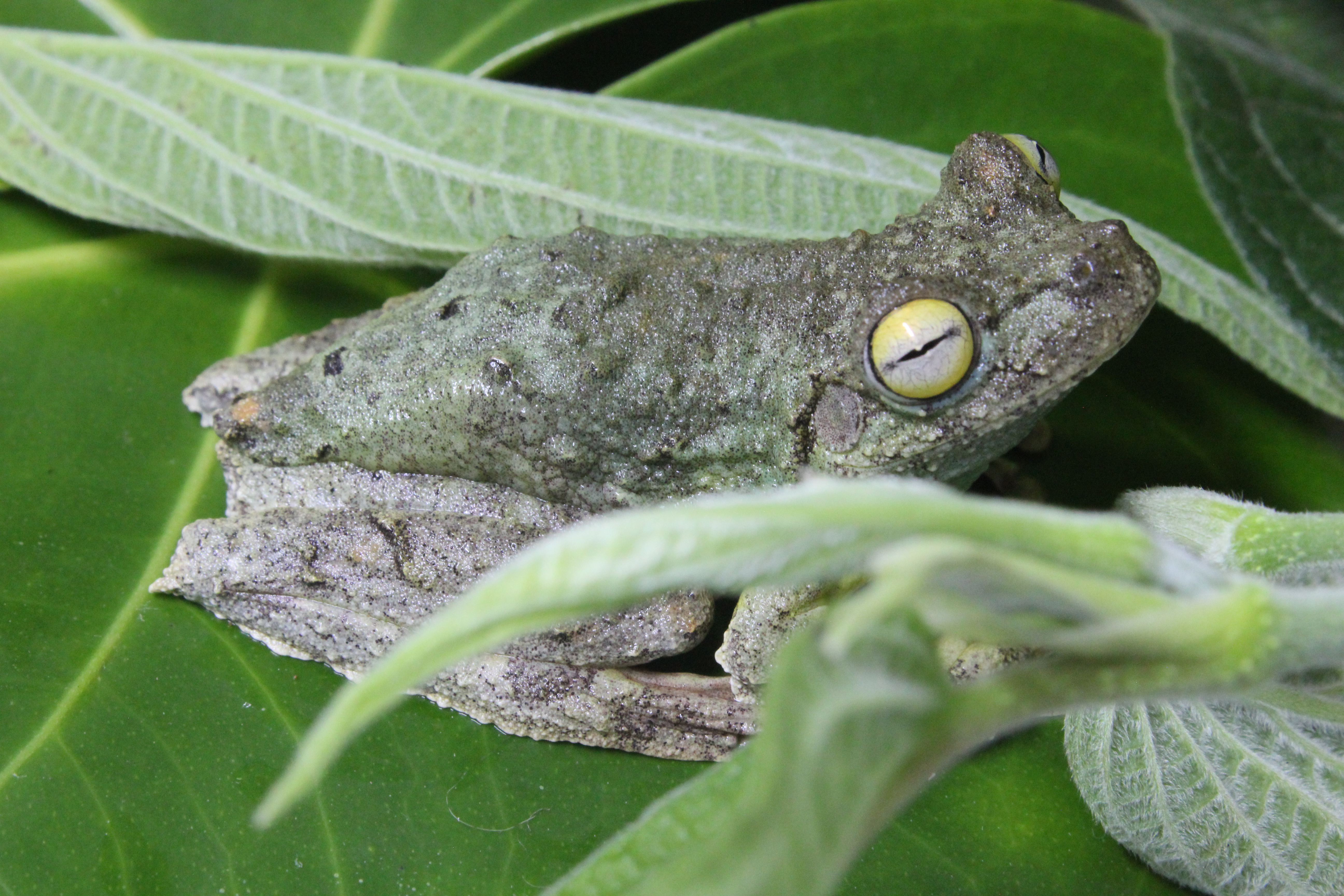 Itapotihyla langsdorffii