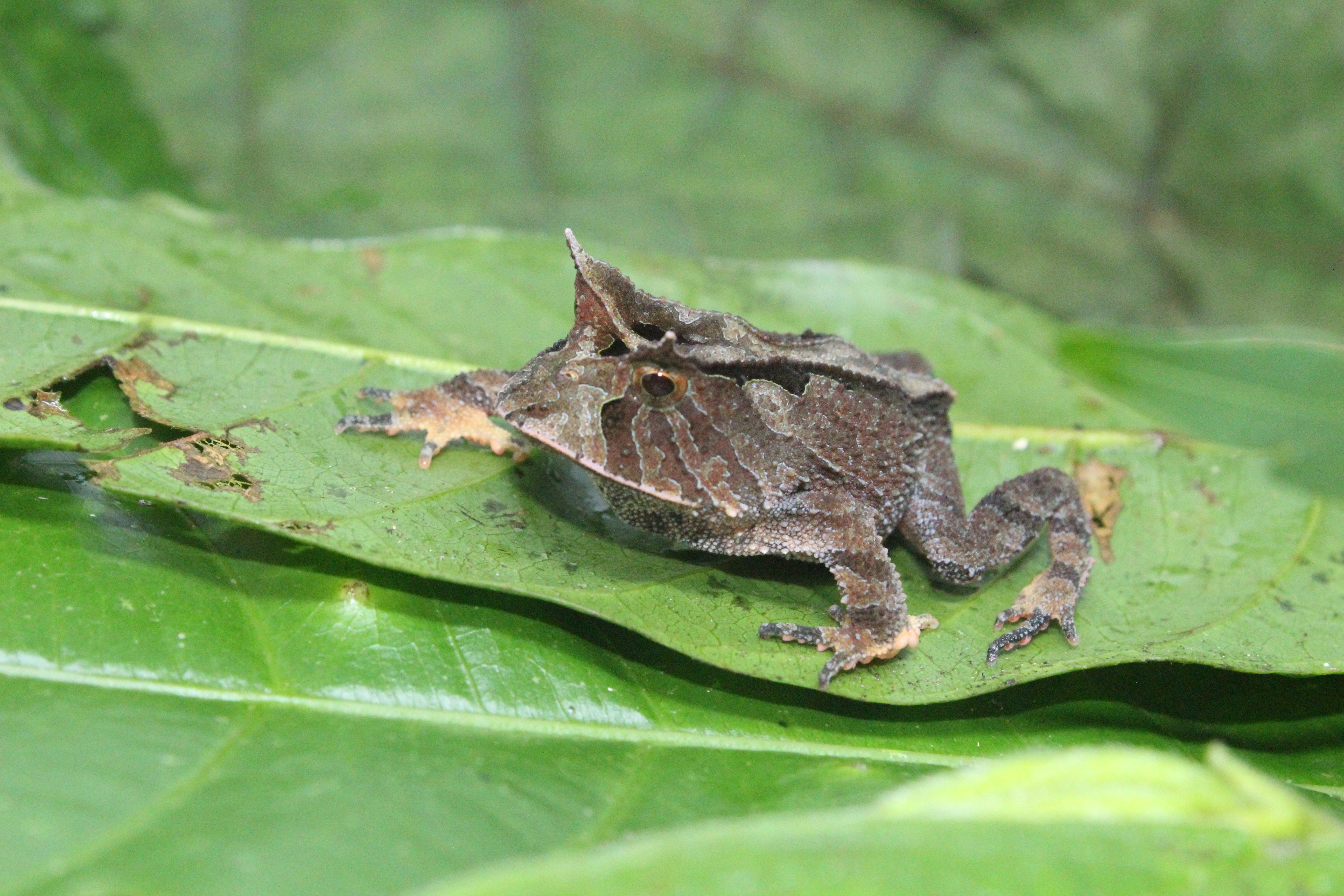 Proceratophrys boiei