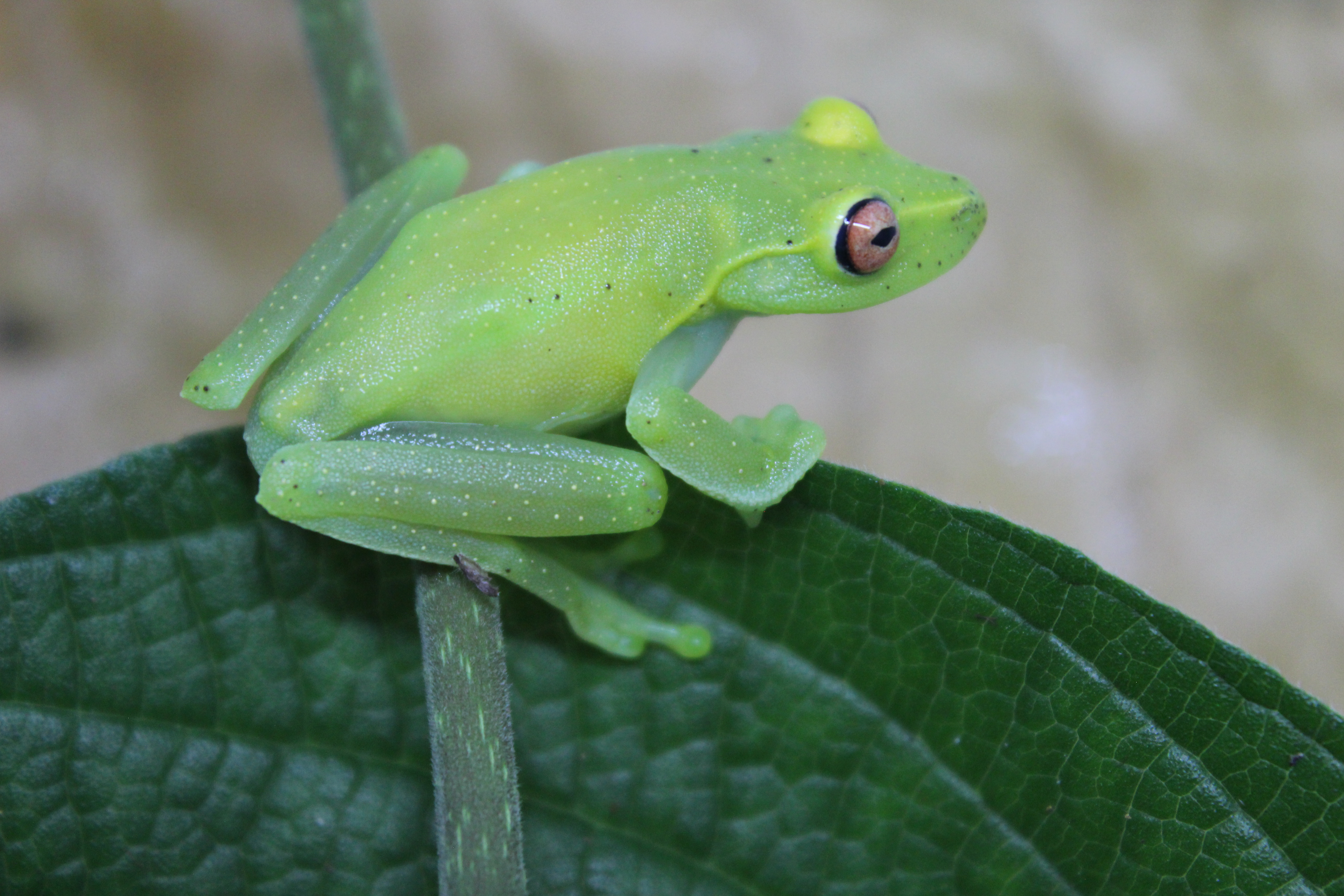 Aplastodiscus arildae