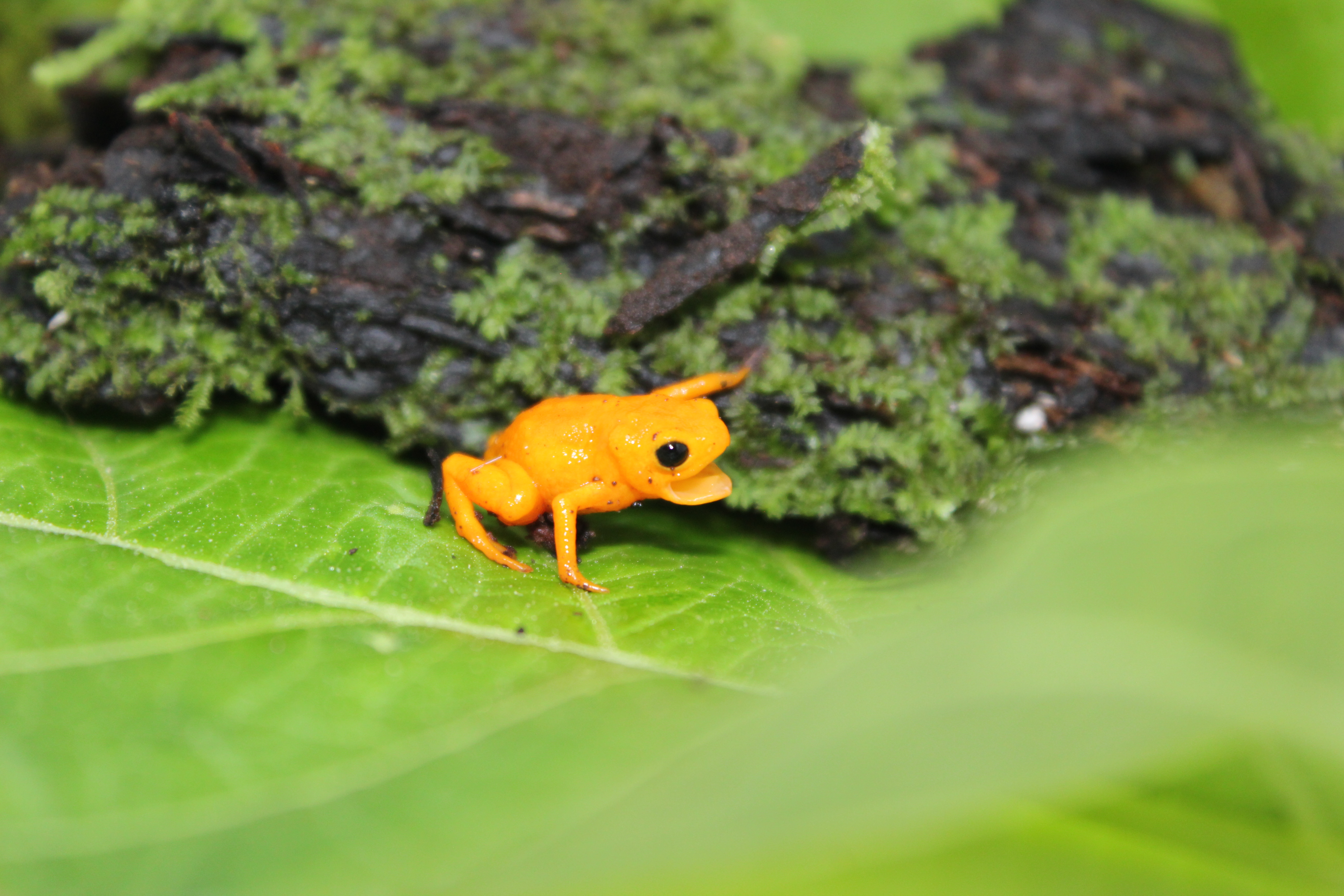 Brachycephalus margaritatus